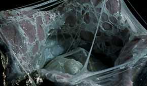 Every Xenomorph From the Alien Movies, Ranked