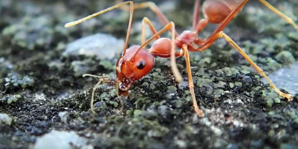 Ant-Man's 2015 'Ants' Commercial Is Still One of the Best