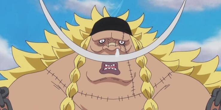 Edward Weevil 10 Karakter Terkuat Tanpa Buah Iblis di One Piece