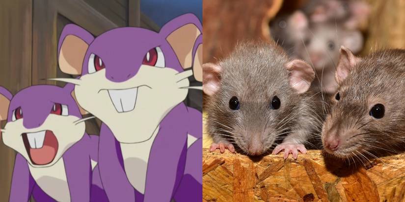 10 Pokémon And Their Real-Life Animal Counterparts