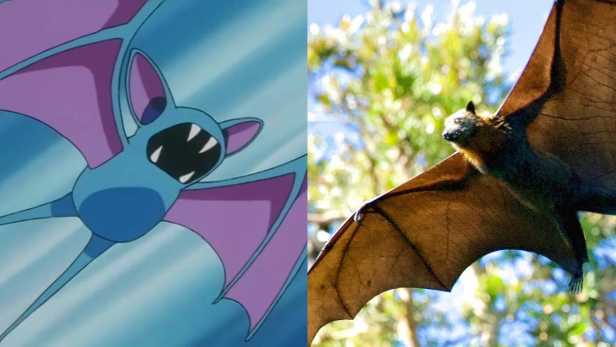 Pokemon Reeal 10 Pokémon And Their Real-Life Animal Counterparts