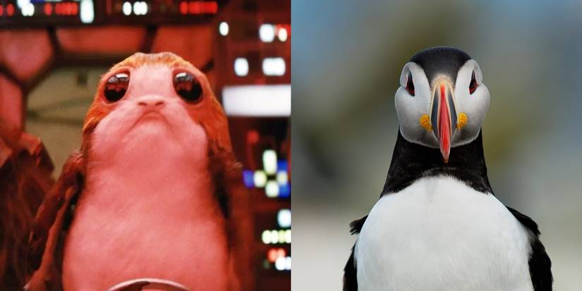 Star Wars: 10 Non-Sentient Creatures & Their Animal Counterparts
