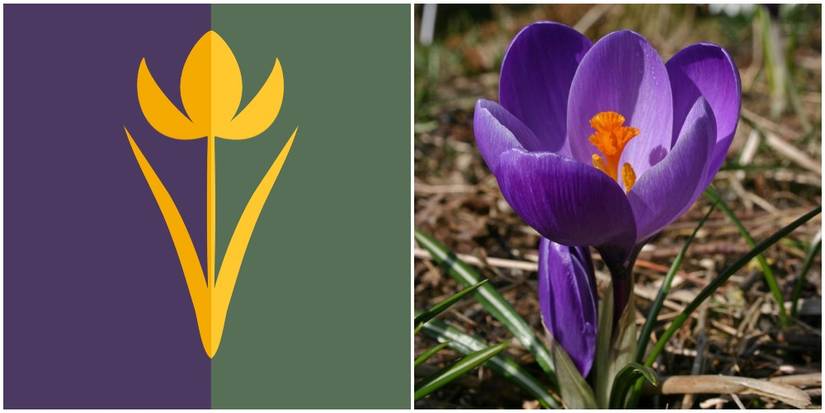 Crest of Arendelle and Crocus Flower