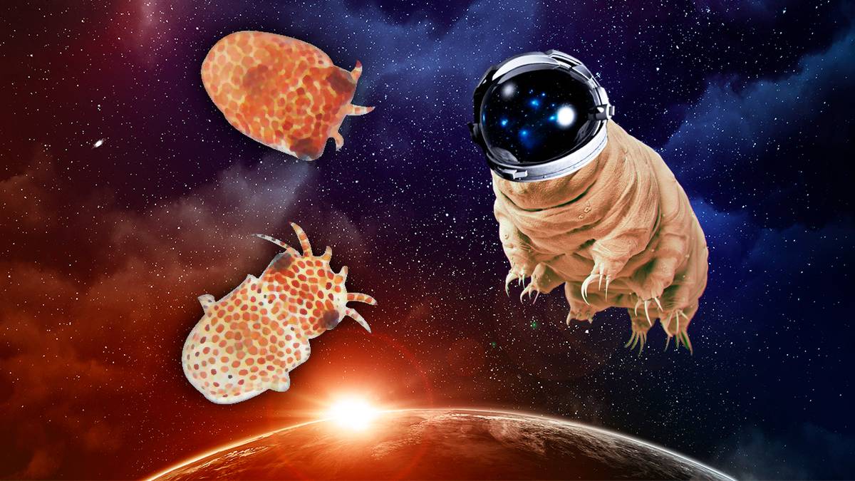 NASA Sends Baby Squids into Space, Evoking a Major Watchmen Plot