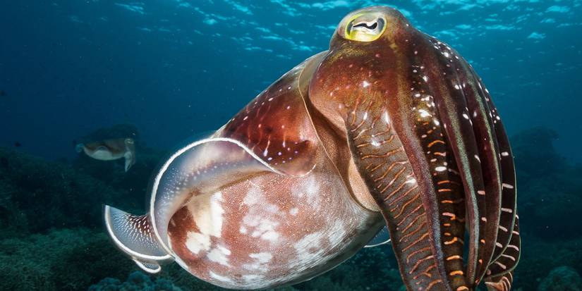 Top 10 Animals That Haven't Been Pokémon (Yet)