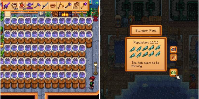Split image of Stardew Valley Sturgeons and caviar.