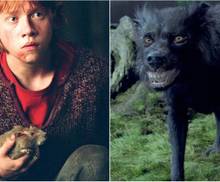 Animagi How Do Witches and Wizards Become an Animagi in Harry Potter?