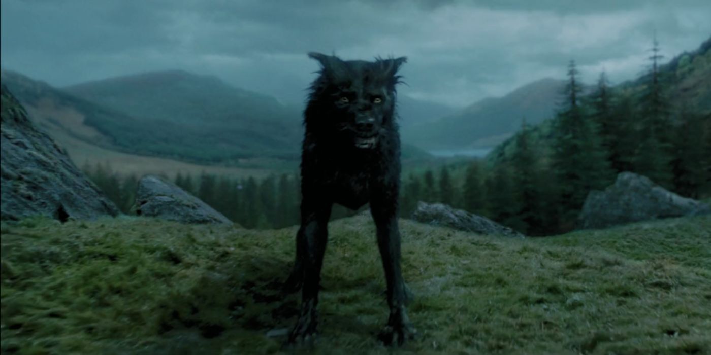 Sirius Black é um animago de cachorro preto em Harry Potter