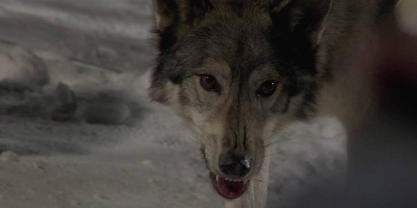 10 Best Man Versus Beast Movies Of All Time