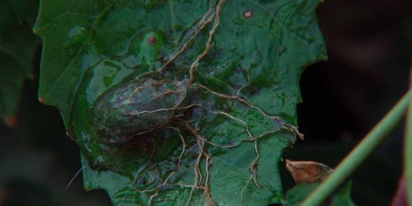 10 Most Terrifying Movie Aliens