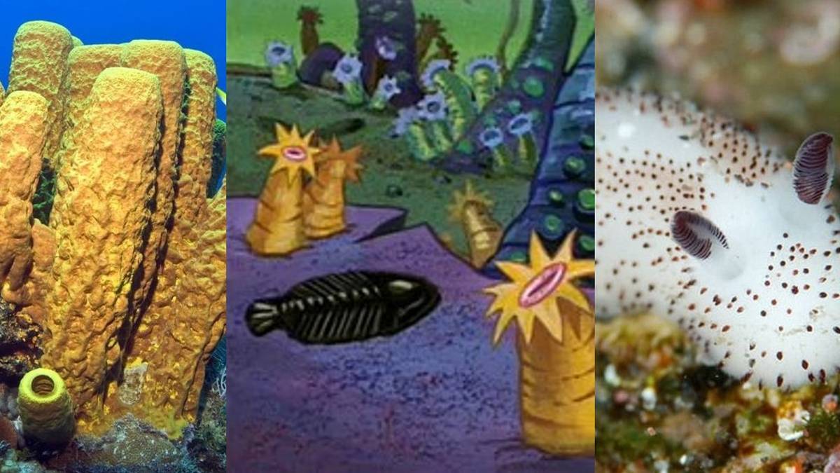 SpongeBob SquarePants' Real-World Science