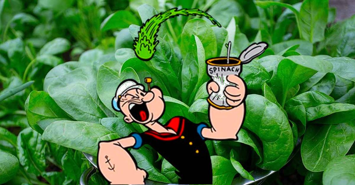 When Did Popeye First Gain Super-Strength From Eating Spinach?
