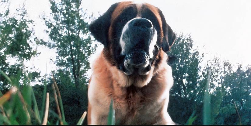 Cujo stands outside with trees behind him in Cujo 1983