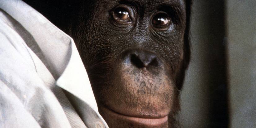 10 Most Terrifying Horror Movie Monkeys to Catch Before Stephen King’s ...
