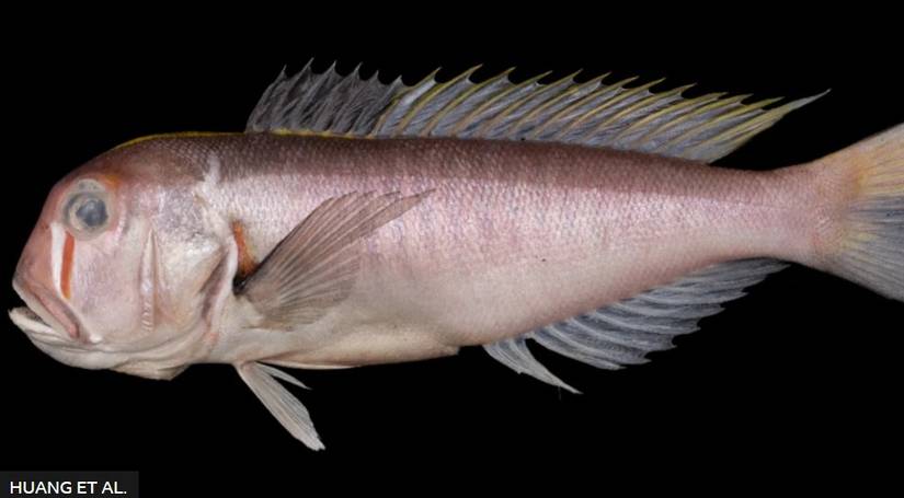 Researchers Discover Rare Fish From Studio Ghibli's Princess Mononoke