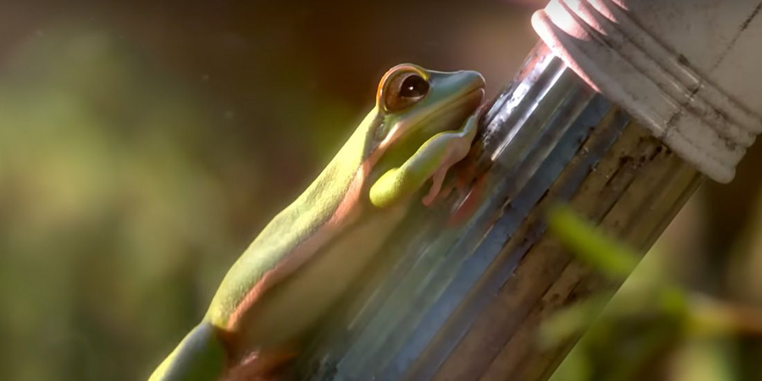 This 8-Year-Old Animated Short Film With 100% on RT is Actually a ...