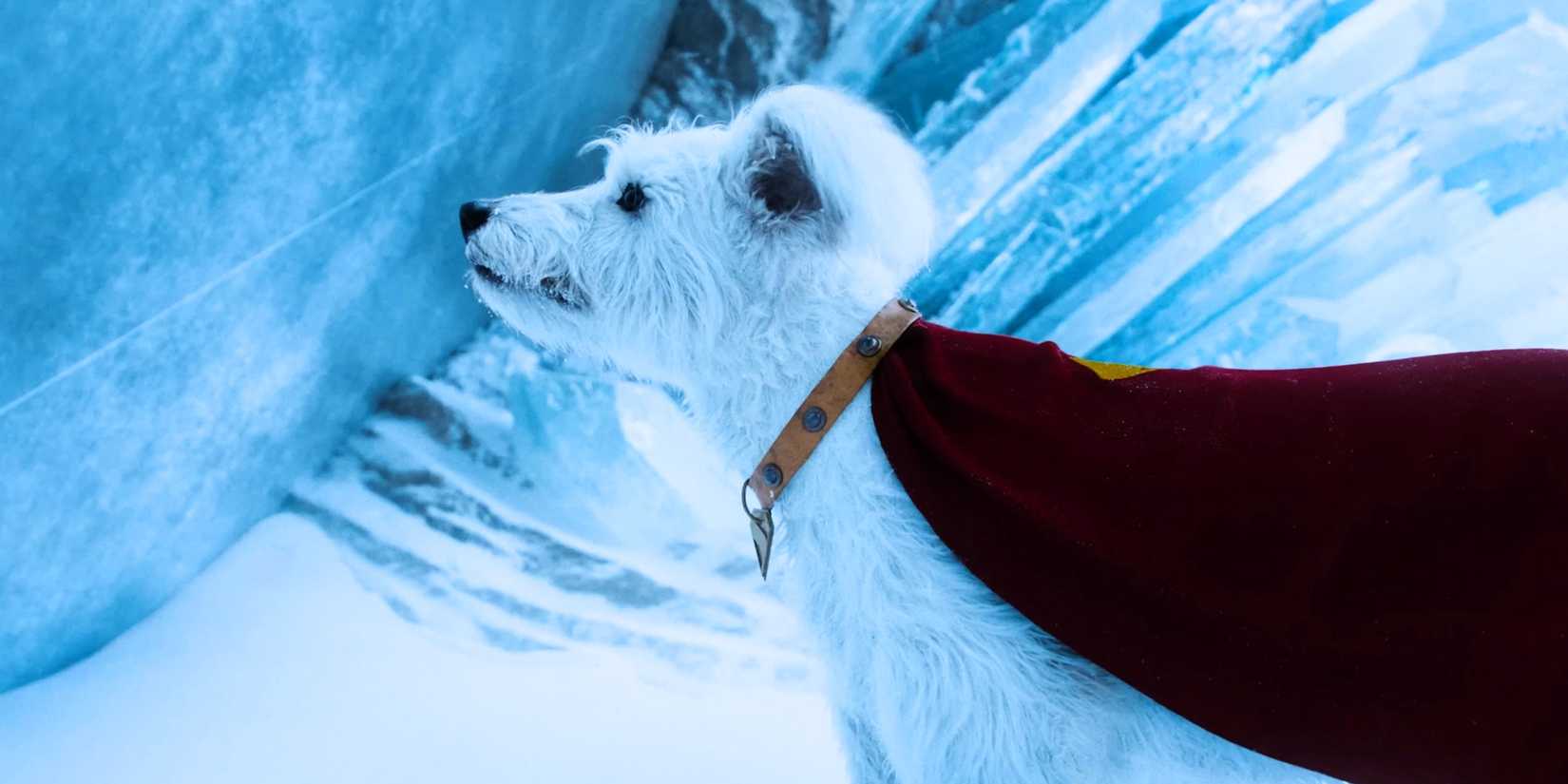 Every Hero in James Gunn's Superman, Ranked by Strength