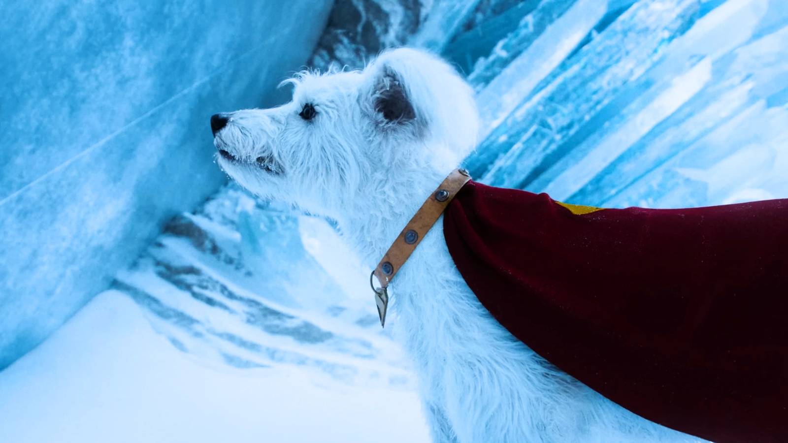 DC's Goodest Boy Debuts a New Origin Story in Krypto: The Last Dog of ...