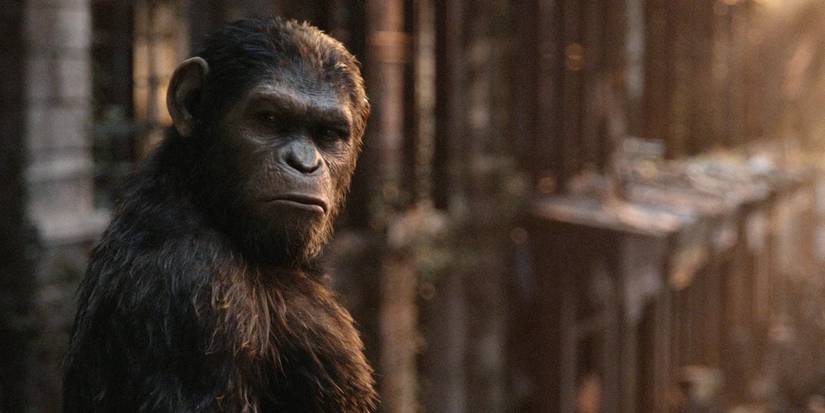 The chimpanzee Caesar from the movie Dawn of the Planet of the Apes (2014)