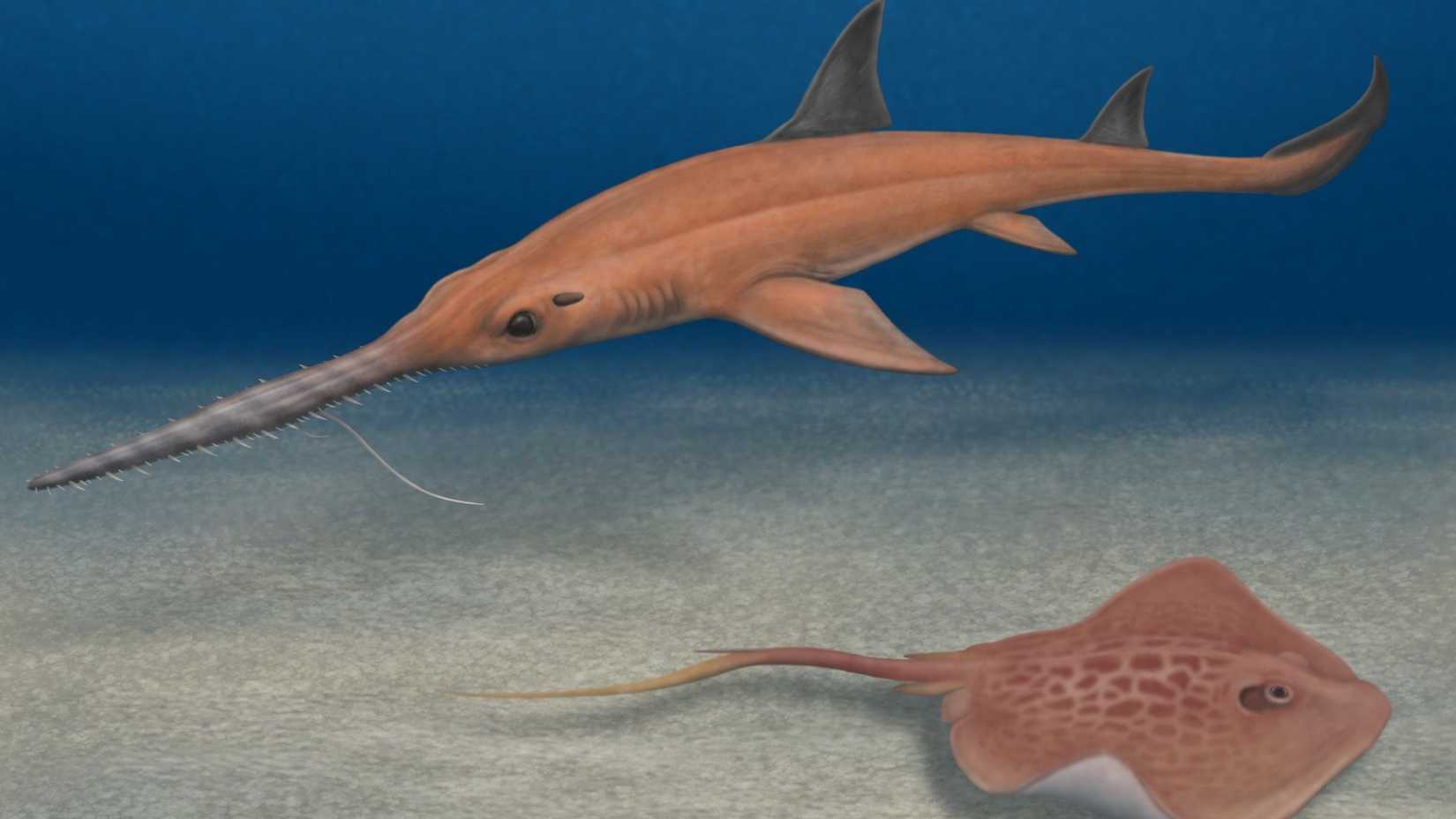 The Pochitaserra patriciacanalesae, a sawshark named after Chainsaw Man