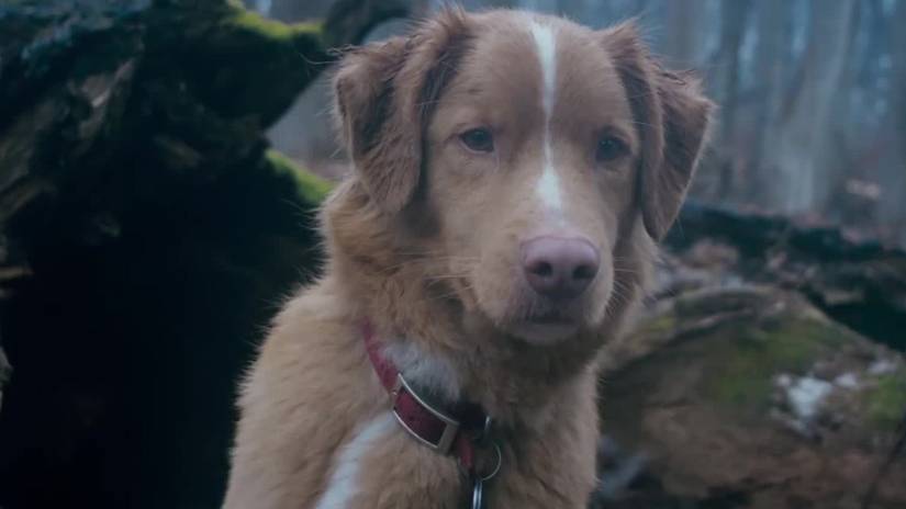 Indy the Dog sitting in the woods in Good Boy