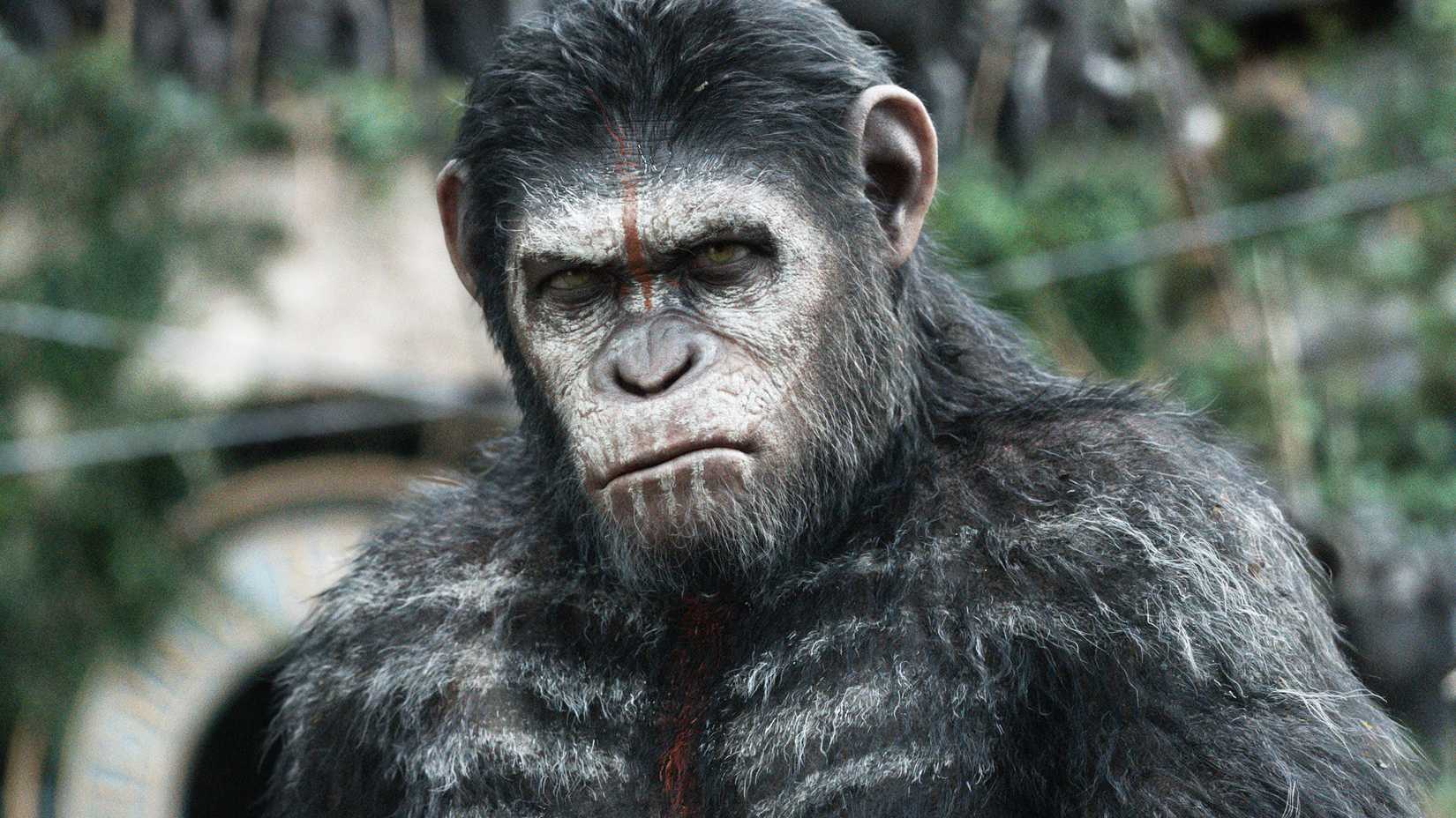 Caesar glowers in War for the Planet of the Apes