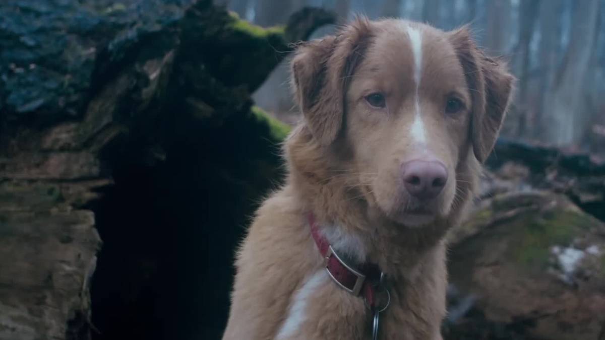 Good Boy Is the Blueprint for Stephen King's Fairy Tale Adaptation