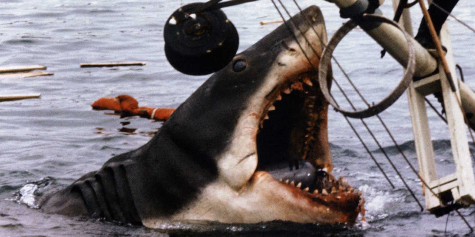 Jaws Revival Gets Major Endorsement From Stephen King's Favorite Horror ...