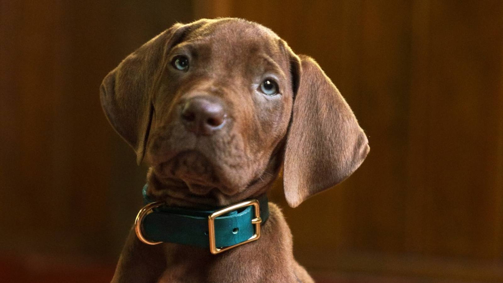 Netflix's Scooby-Doo Reboot Reveals Surprising Change to Scooby