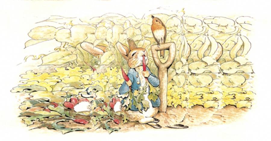 Sony to Adapt 'Peter Rabbit' as Live-Action/Animation Hybrid Film